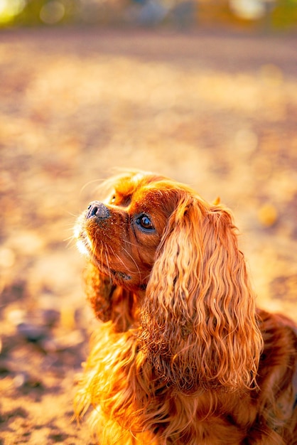 Ripresa verticale di un cavalier king charles spaniel che gioca nella foresta