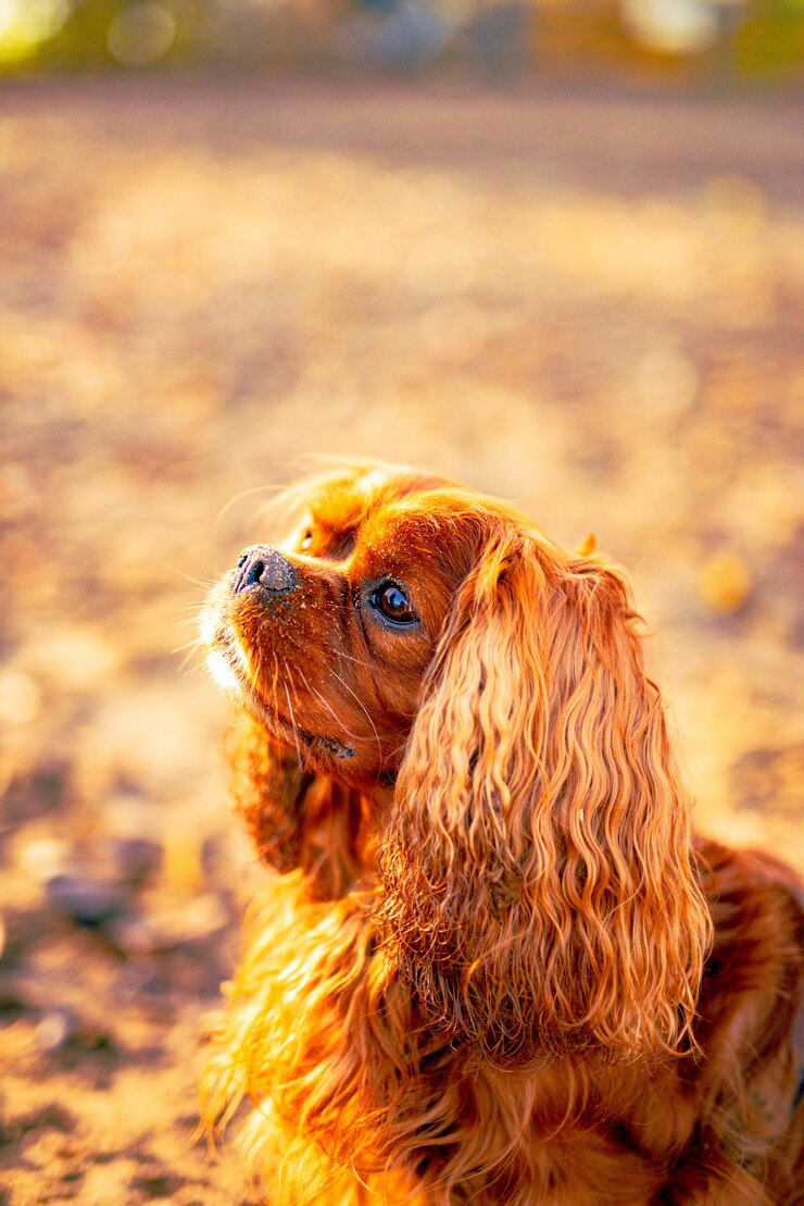 Free Photo vertical shot of a cavalier king charles spaniel playing in the forest