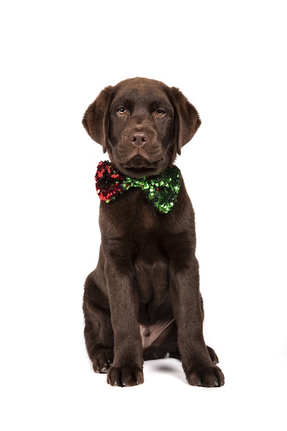 Vertical shot of a chocolate-colored Labrador puppy with a sequin bow tie on white background