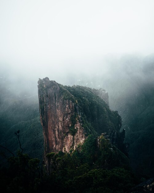 Вертикальный снимок скалы с зеленью в лесу в окружении тумана в Новой Зеландии