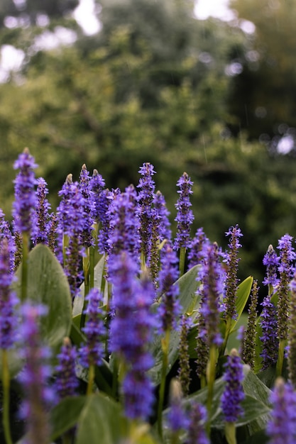 Vertical shot closeup of English lavender