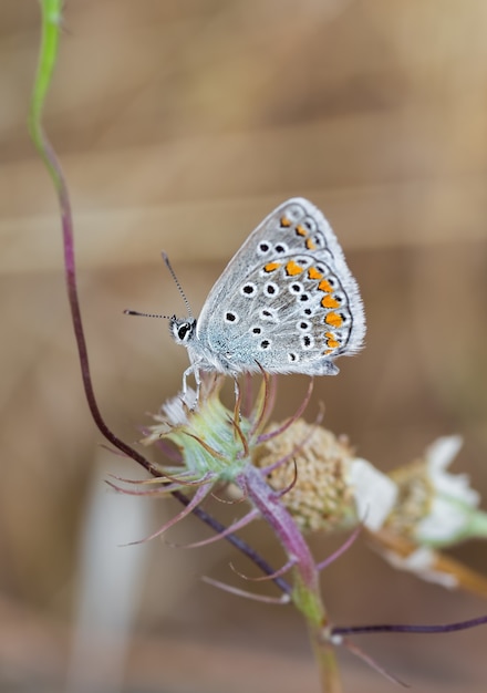 Vertical shot of a common blue butterfly on a flower stem