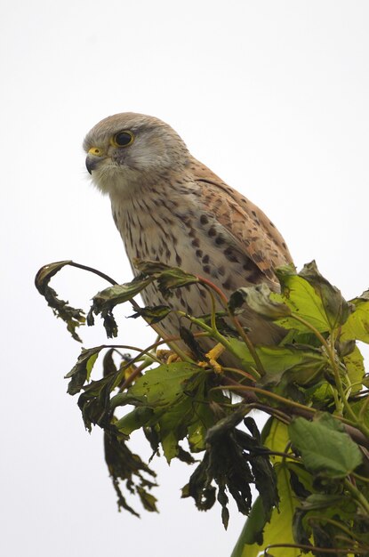 Vertical shot of common kestrel perched on a tree on white