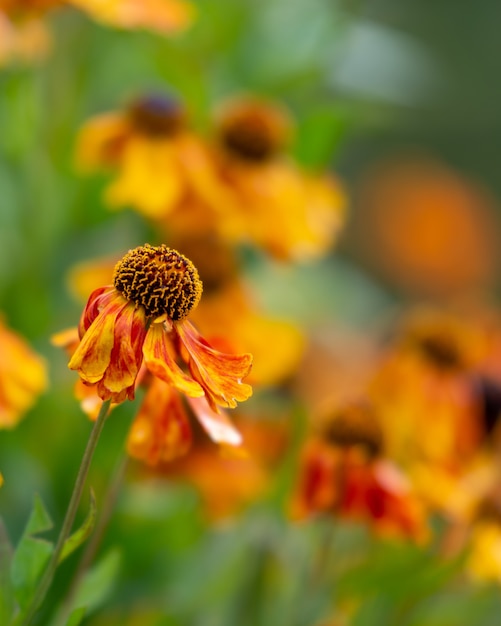 Vertical shot of a common sneezeweed in the garden