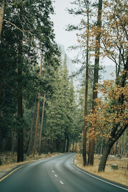 Vertical shot of a concrete road surrounded with forest