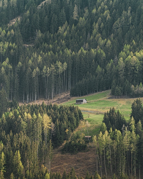 Vertical shot of a cottage on a hill surrounded by beautiful tall trees