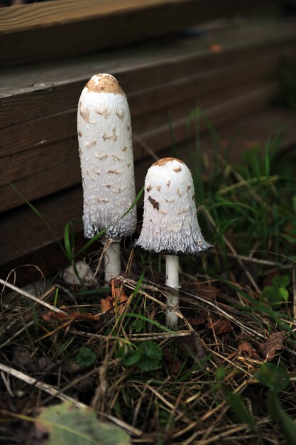 Vertical shot of a couple of exotic mushrooms surrounded by green grass by a wooden step