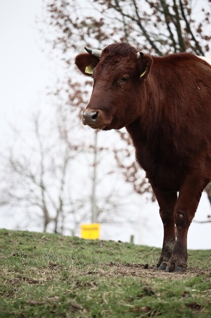 Vertical shot of a cow standing