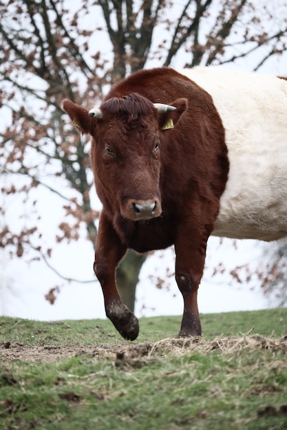 Vertical shot of a cow walking on a grassy field