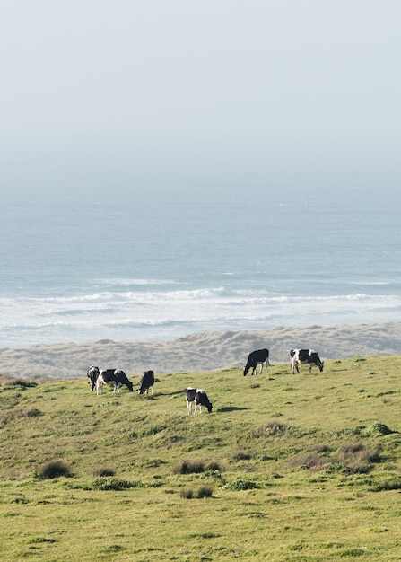 Vertical shot of cows grazing in a field at the ocean shore