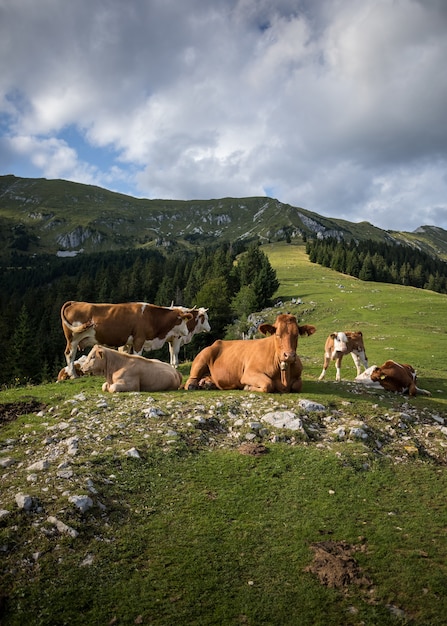 Vertical shot of cows walking around under a cloudy sky