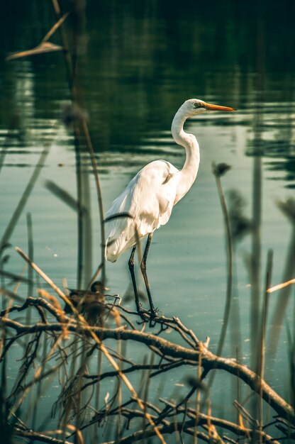 Vertical shot of a crane perched on the branch of a tree over a small calm lake in a forest