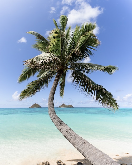 Вертикальный снимок изогнутой пальмы на пляже