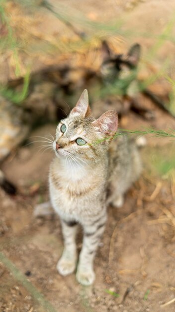 Vertical shot of a cute Aegean cat