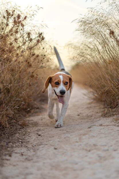 Вертикальный снимок милой собаки породы бигль, бегущей по засушенным растениям на поле