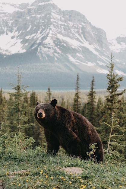 Вертикальный снимок милого медведя, болтающегося в лесу в окружении гор
