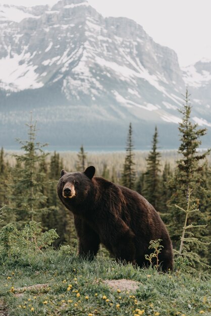 Vertical shot of a cute bear hanging out in a forest surrounded by mountains