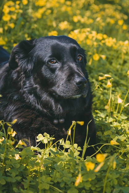 노란색 꽃에 누워 귀여운 검은 강아지의 세로 샷