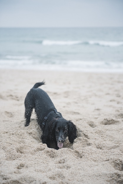 해변에서 모래를 가지고 노는 귀여운 검은 발 바리 강아지의 세로 샷