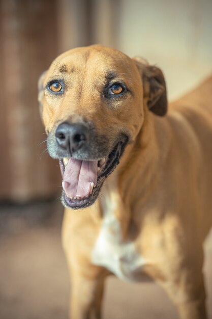 Vertical shot of a cute brown dog on a blurry background