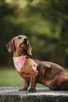 Free photo vertical shot of a cute brown dwarf dachshund with a stylish scarf on its neck walking in a park