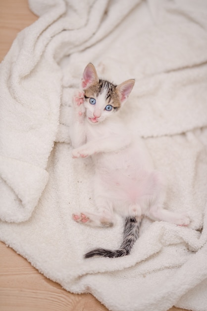 毛布の上に横たわっている青い目をしたかわいい猫の垂直ショット