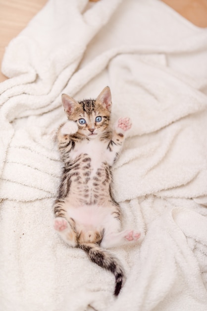 Vertical shot of a cute cat with blue eyes laying on the blanket