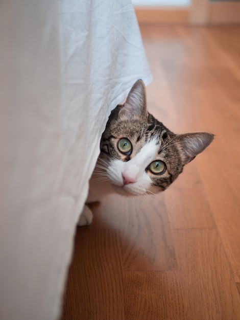 Vertical shot of a cute cat with a surprised facial expression hiding under a tablecloth