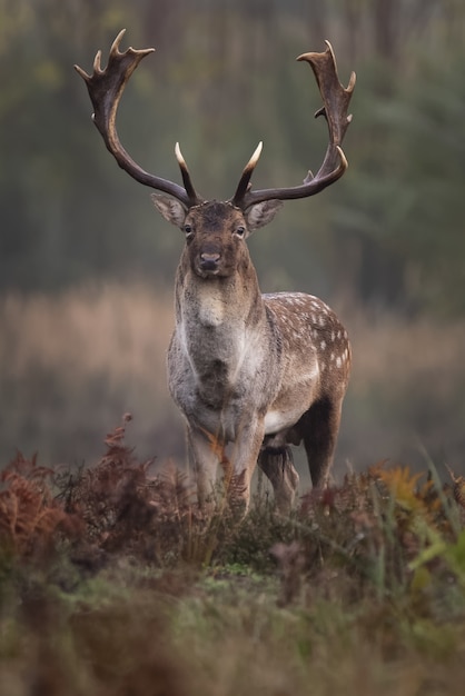 Vertical Shot of a Cute Deer with Long Antlers on a Blurred Background