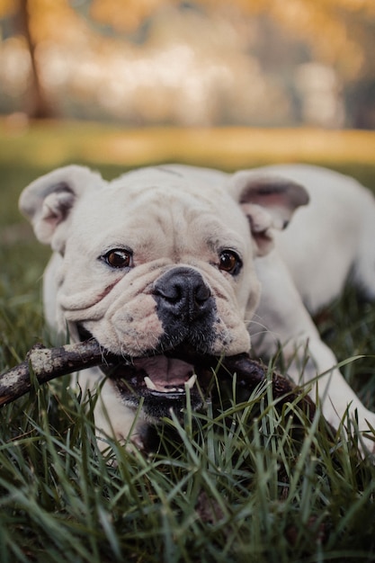 Vertical shot of a cute dog chewing on a stick