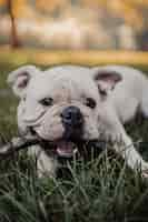 Free photo vertical shot of a cute dog chewing on a stick