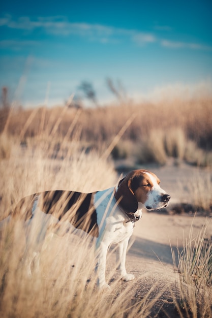 Free photo vertical shot of a cute dog on a sandy beach