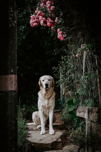 Vertical shot of a cute dog sitting below pink flowers with a blurred background
