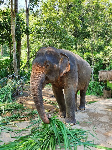 Vertical shot of a cute elephant grabbing leaves with the trunk walking in the reserve