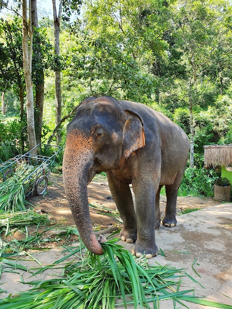보호 구역에서 걷는 트렁크와 함께 나뭇잎을 잡는 귀여운 코끼리의 세로 샷