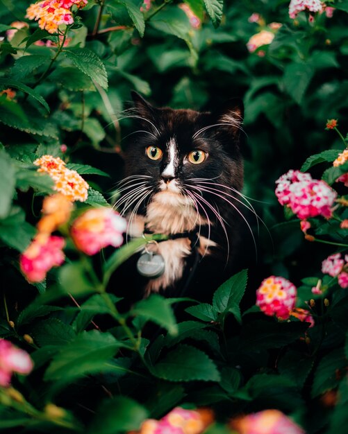 Vertical shot of a cute fluffy cat hiding behind the plants