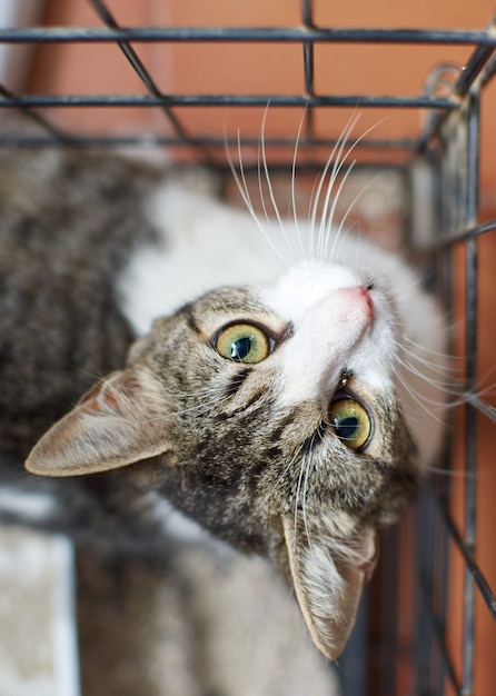 緑の目で見つめているかわいいふわふわ猫の縦のショット