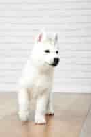 Free photo vertical shot of a cute fluffy siberian husky puppy walking indoors animals pets concept.