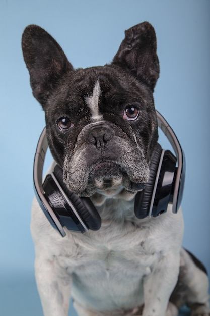 Vertical shot of a cute french bulldog with headphones on a blue wall