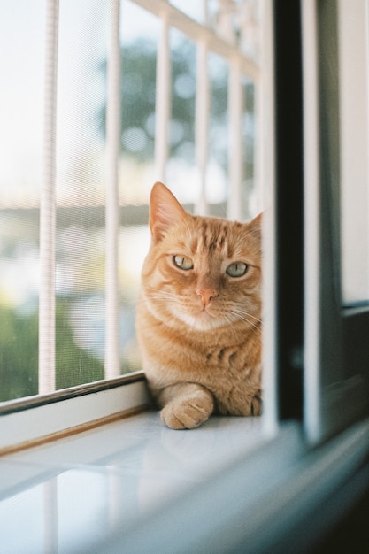 Вертикальный снимок милого рыжего кота, лежащего у окна