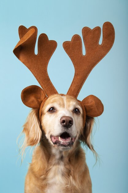 Vertical shot of a cute golden retriever with reindeer antlers