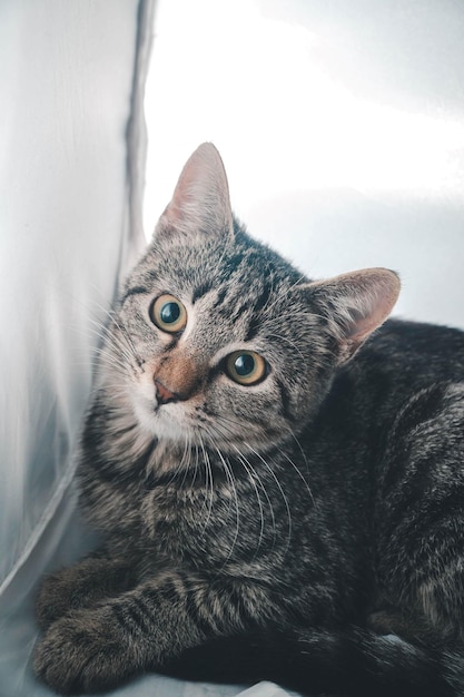 Free photo vertical shot of a cute gray cat looking up