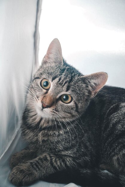 Vertical shot of a cute gray cat looking up