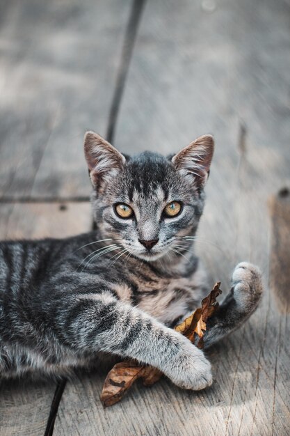 Vertical shot of a cute grey and white striped cat holding onto a leaf and looking at the camera