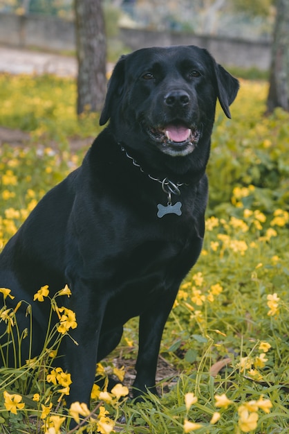 Vertical shot of a cute happy dog sitting on the ground near yellow flowers