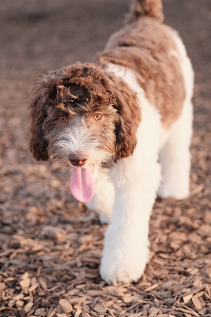 강아지 공원에서 산책하는 귀여운 labradoodle 강아지의 세로 샷