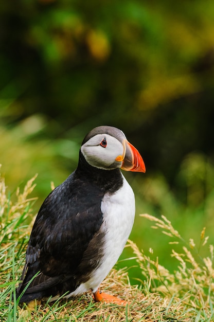 自然の生息地に立っているかわいいツノメドリ（Fratercula arctica）の垂直ショット