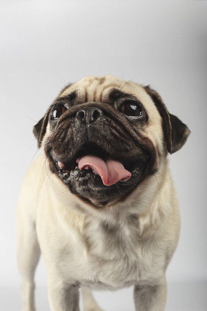 Vertical shot of a cute pug on a gray surface