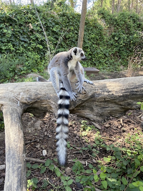 公園の木の枝で遊ぶかわいいワオキツネザルの垂直ショット