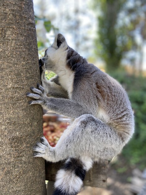Vertical shot of cute ring-tailed lemurs playing on a tree branch in a park